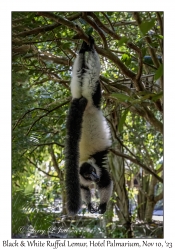 Black & White Ruffed Lemur