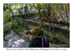 Brown Lemur hybrid