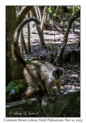 Common Brown Lemur