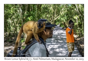 Brown Lemur hybrid