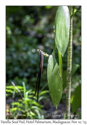 Vanilla seed pod