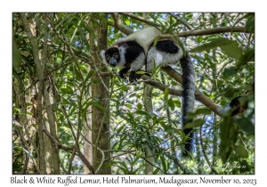Black & White Ruffed Lemur