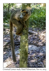 Crowned Lemur male