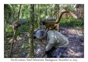 Des & lemurs