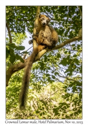 Crowned Lemur male