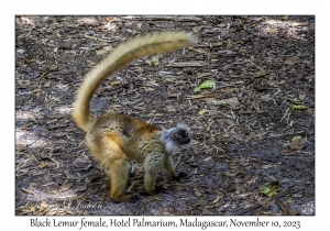Black Lemur female