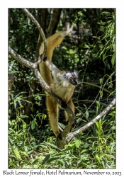 Black Lemur female