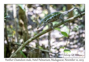 Panther Chameleon male