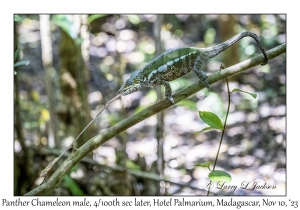 Panther Chameleon male