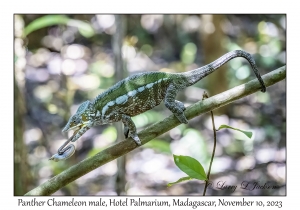 Panther Chameleon male