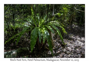 Bird's Nest Fern