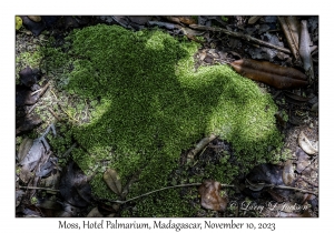 Moss