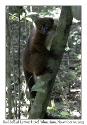 Red-bellied Lemur