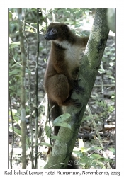 Red-bellied Lemur