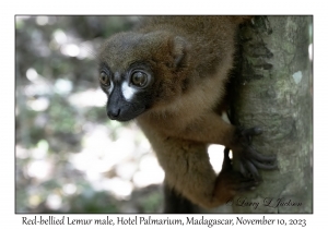 Red-bellied Lemur male