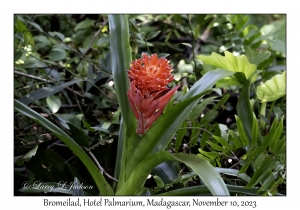 Bromeliad