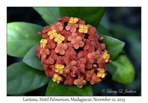 Lantana