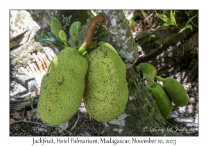 Jackfruit