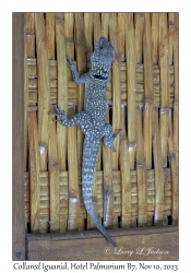 Collared Iguanid