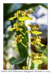 Orchid