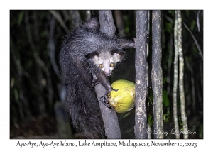 Aye-Aye