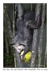 Aye-Aye