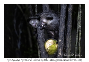 Aye-Aye