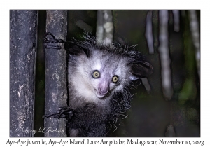 Aye-Aye juvenile