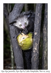 Aye-Aye juvenile