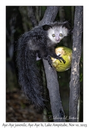 Aye-Aye juvenile