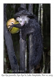Aye-Aye juvenile