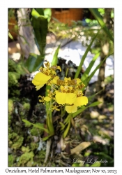 Oncidium