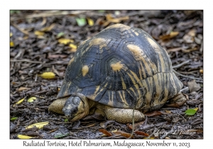 Radiated Tortoise