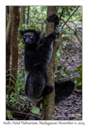 Indri