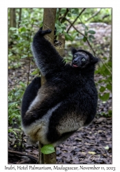 Indri