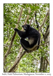 Indri