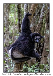 Indri