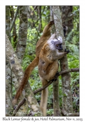 Black Lemur female & juvenile