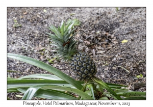 Pineapple