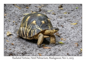 Radiated Tortoise