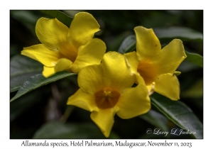 Allamanda species