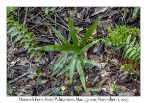 Monarch Fern