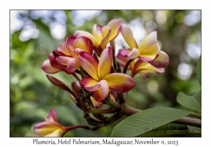 Plumeria