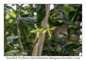 Niepa Bark Tree flowers