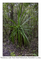 Pandanus