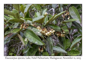 Elaeocarpus species flowers