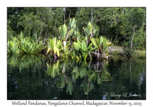 Wetland Pandanus