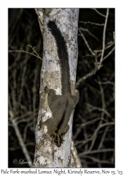 Pale Fork-marked Lemur