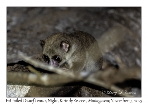 Fat-tailed Dwarf Lemur