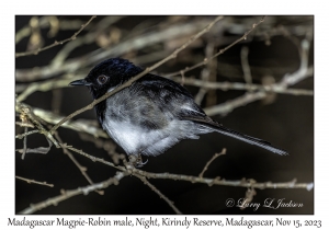 Madagascar Magpie-Robin male